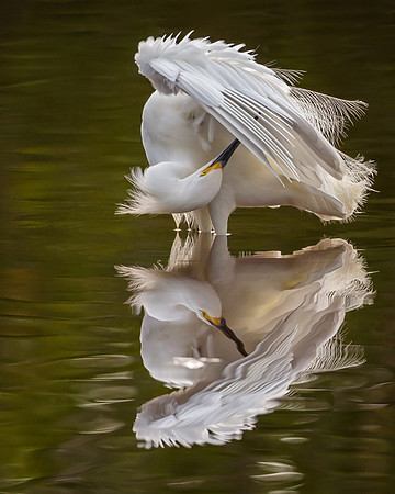 Reflections and Shadows (2)