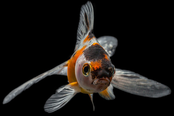 Animal or Fish / Zoo or Aquarium (1)