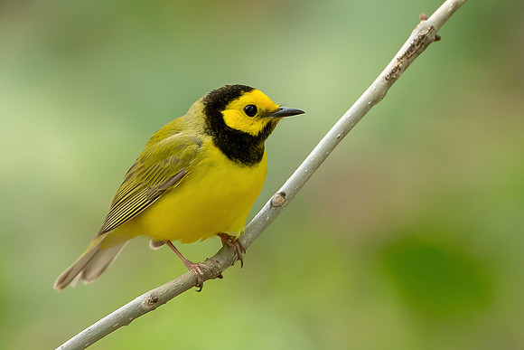 Hooded Warbler