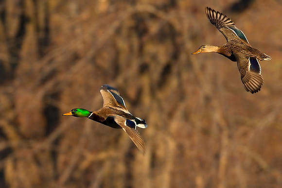 ~ Mallards ~