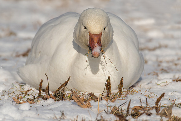 Snow Goose