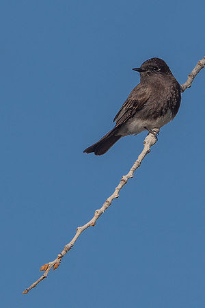 Black Phoebe