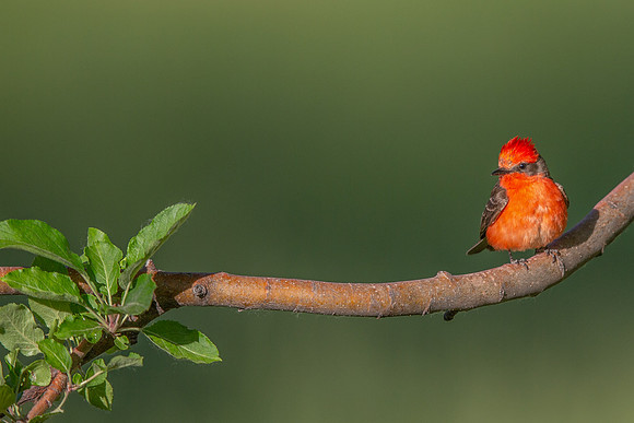 Vermilion Flycatcher