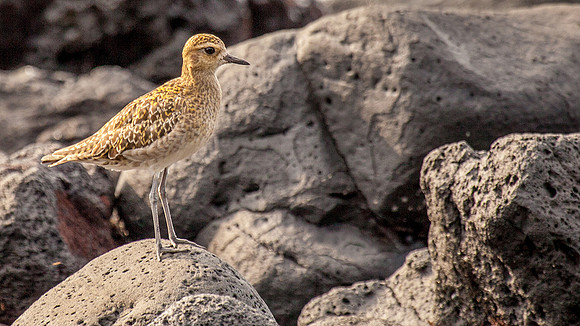 Pacific Golden Plover