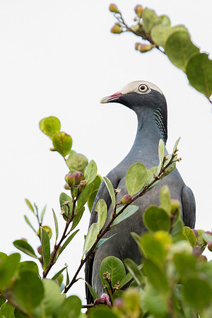 White-crowned Pigeon