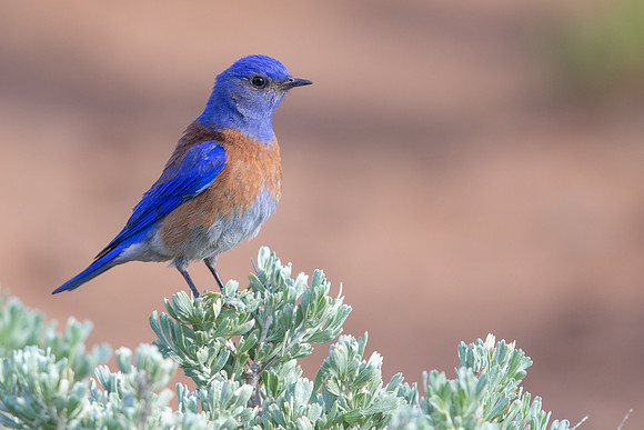 Western Bluebird