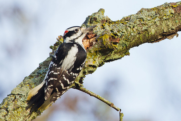 Hairy Woodpecker