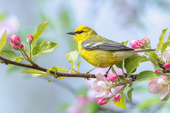 Blue-winged Warbler