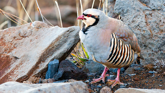 Chukar Partridge (Hawaii Introduced)