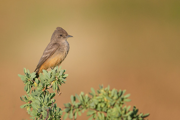 Say's Phoebe