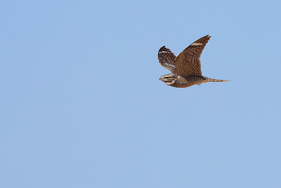 Lesser Nighthawk