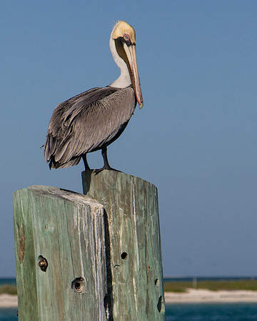 Brown Pelican