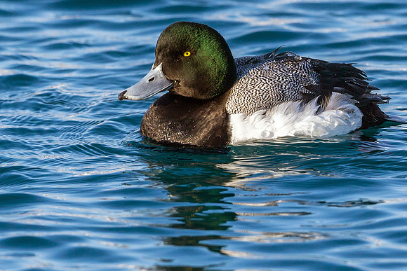 Greater Scaup
