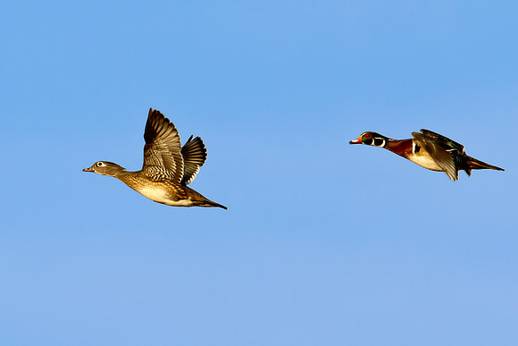 ~ Wood Ducks ~