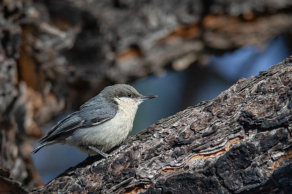 Pygmy Nuthatch