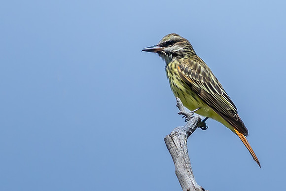 Sulphur-bellied Flycatcher