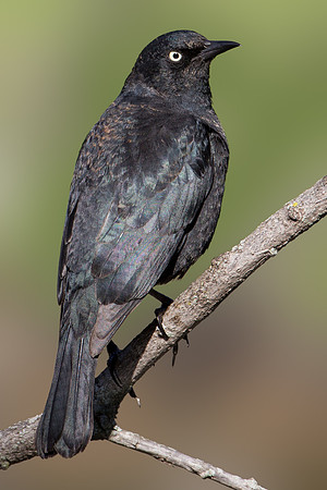 Rusty Blackbird