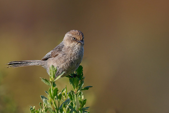 Wrentit