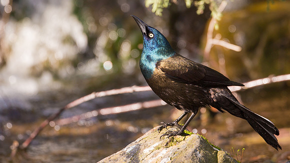 Common Grackle