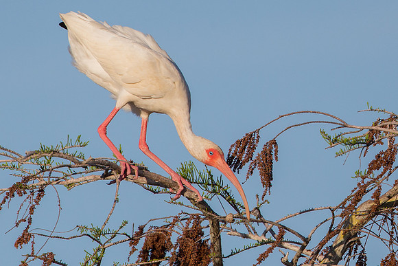 White Ibis