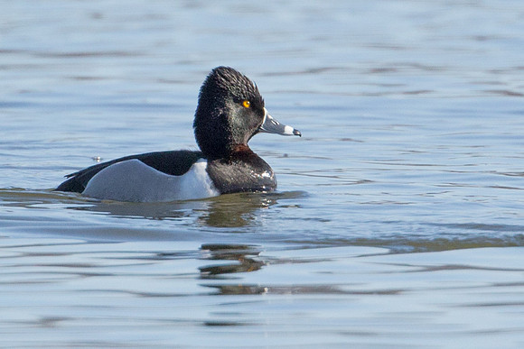 Ring-necked Duck