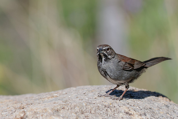 Five-striped Sparrow