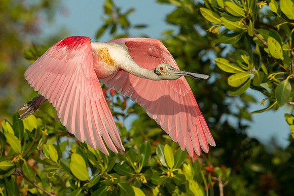 Roseate Spoonbill