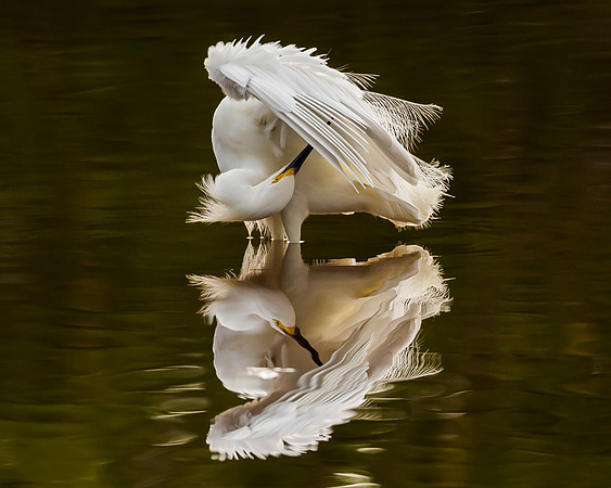 Snowy Egret