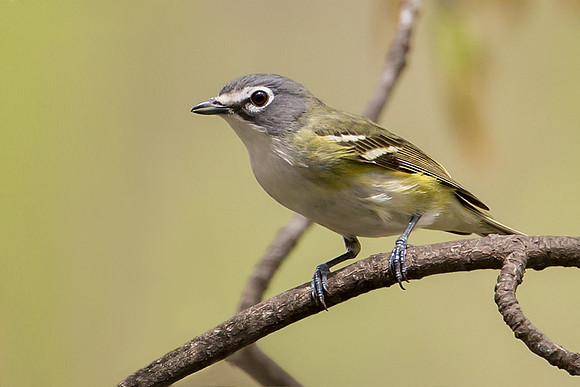 Blue-headed Vireo