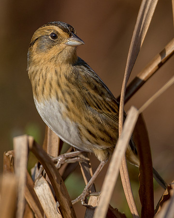 Nelson's Sparrow