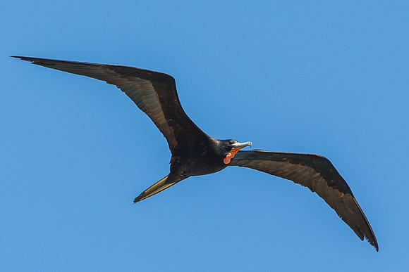 Magnificent Frigatebird