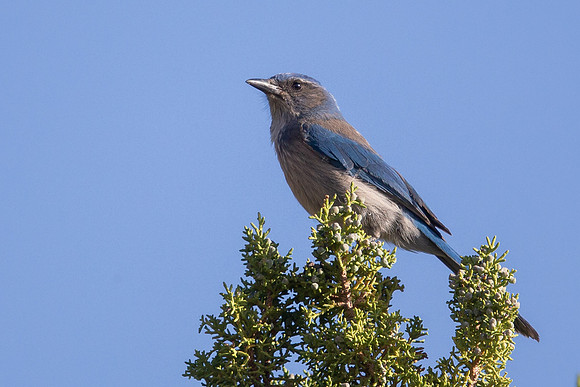 Woodhouse's Scrub-Jay
