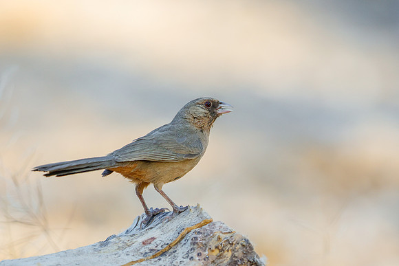 Albert's Towhee