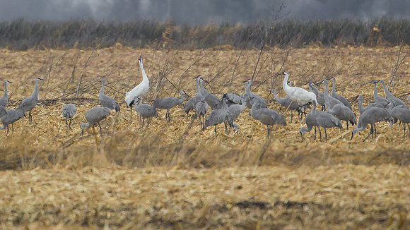 Whooping Crane