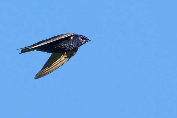 Purple Martin
