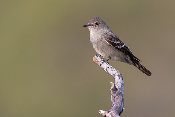 Western Wood-Pewee