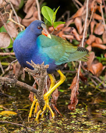 Purple Gallinule