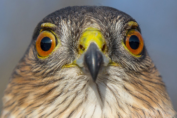 Close-up (3)