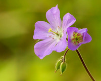 Flower/Plant (1)