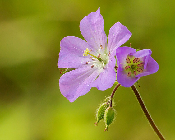 Flower/Plant (1)