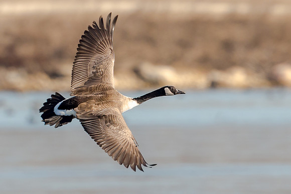 Canada Goose