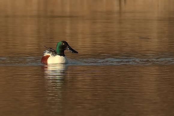 ~ Shoveler ~