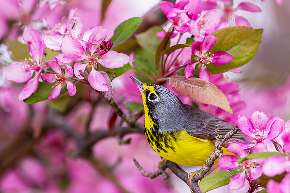 Canada Warbler