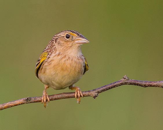 Grasshopper Sparrow