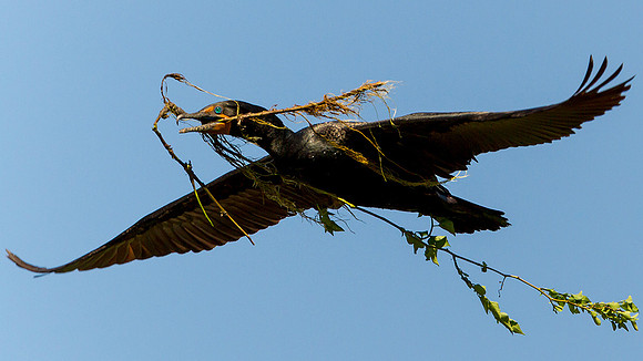 Double-crested Cormorant