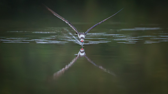 Black Skimmer