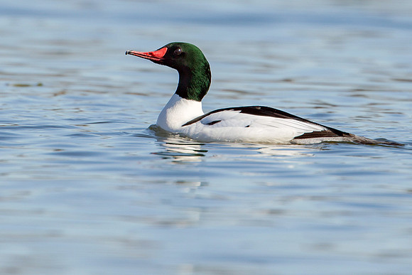 Common Merganser