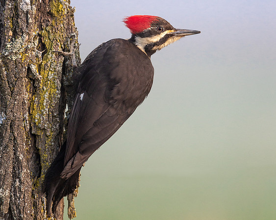 Pileated Woodpecker