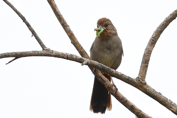 California Towhee