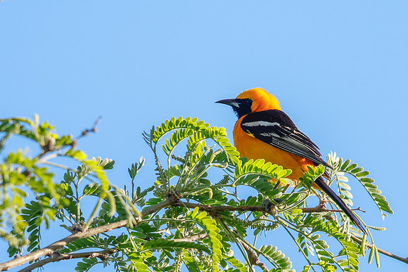 Hooded Oriole